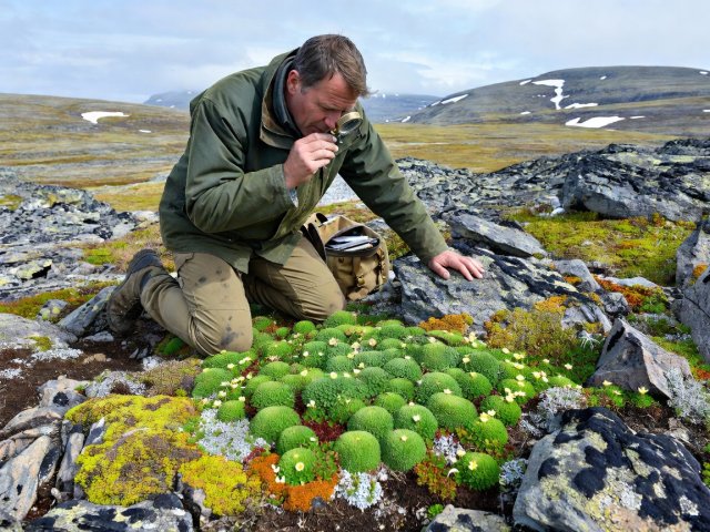Field researcher kneeling with a hand lens to inspect alpine cushion plants and lichens on rocky ground in Dovrefjell